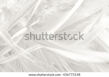Beautiful white feather texture background