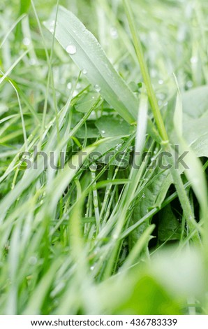Nature background. Dew on the lush green grass