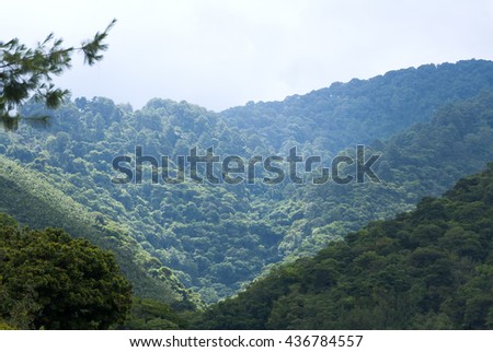 Evergreen foggy forest background in the dark mountain view. Forest. Fantastic mountain forest landscape in clouds. Misty and cloudy mountain forest. Guatemala