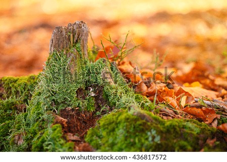 Landscape with the autumn forest. Strong roots of old trees. Autumn leaves are dry. beautiful autumn stump