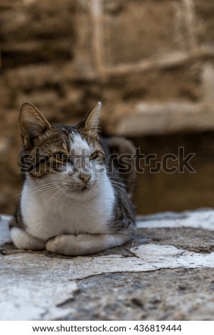 Cat resting on a wall in the old town of Jaffa in Israel