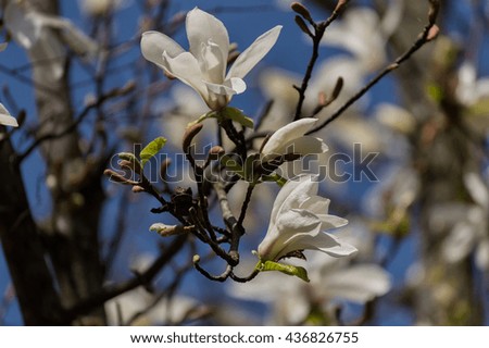 White Magnolia branch flowers, tree flowers, blue sky background.