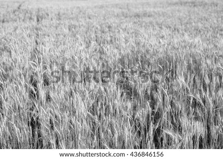 Black and white picture of closeup on wheat field and countryside scenery background