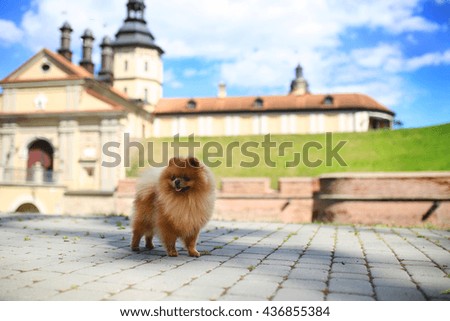 Beautiful dog. Pomeranian dog near castle. Dog on a walk