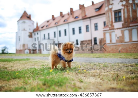 Beautiful dog. Pomeranian dog on a walk. Happy dog