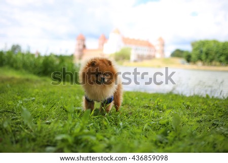 Pomeranian dog on a walk. Beautiful pomeranian. Spitz