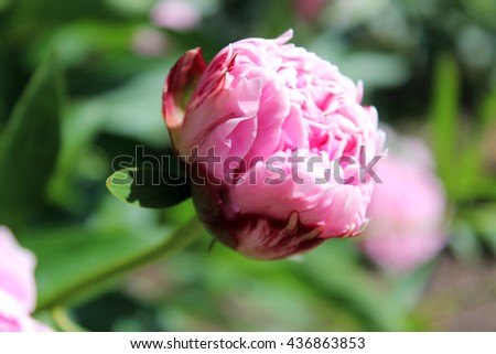 Beautiful pink peony bud, soft pink flower with green background foliage