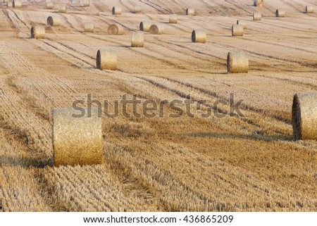   an agricultural field on which lie Straw Haystacks after the harvest, a small depth of field