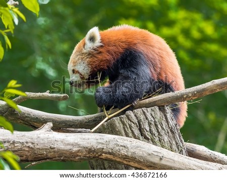 Red Panda on a green background