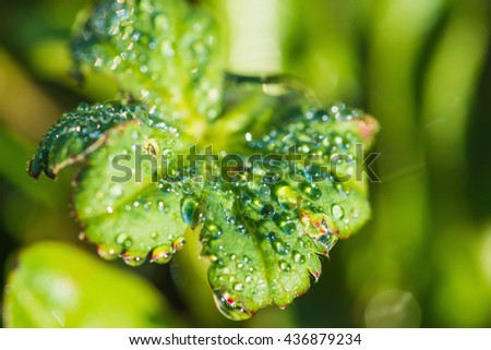 Droplets of dew on leaves fabulously sparkling in the morning sun, and create a charming picture