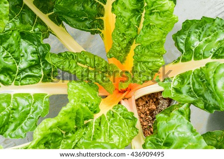 Rainbow chard is one of colorful vegetable in the world. The scientific name is BETA VULGARIS sub CYCLA means to many colors.