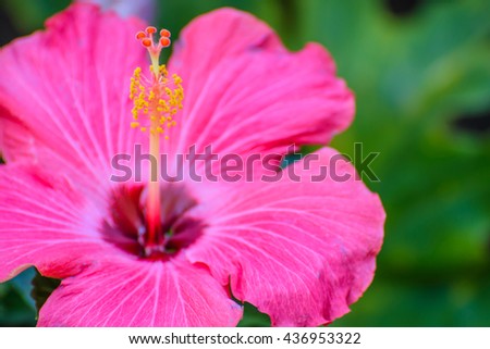 Close up stamens pink hibiscus flower
