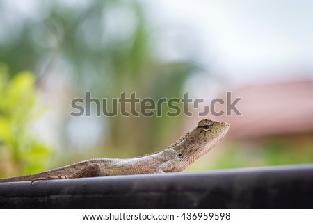 an asian chameleon