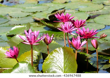 Pink Lotus flowers