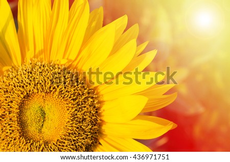 Summer sun over the sunflower field nature background