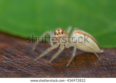 close up Jumping Spider on green  leaf background