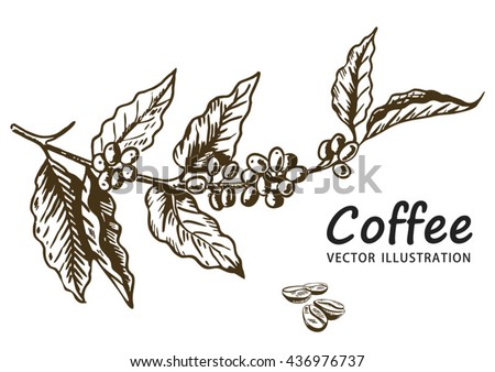 Coffee branch with leaf, berry, coffee bean, fruit, seed. Natural organic caffeine. Hand drawn vector illustration. Illustration on white background for shop. Green coffee.  Royalty-Free Stock Photo #436976737