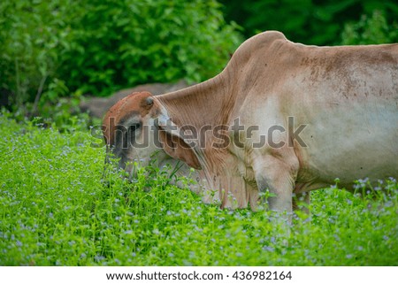 cows eating grass  with a backdrop of trees 