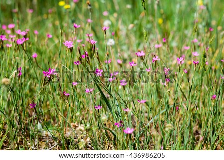 Field grass, wildflowers