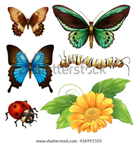 Different kind of butterflies and bugs illustration