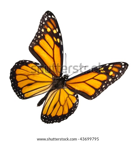 Monarch Butterfly Isolated on White. No shadow for easy isolated use on any background.