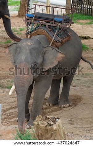 Thai elephants in Thailand