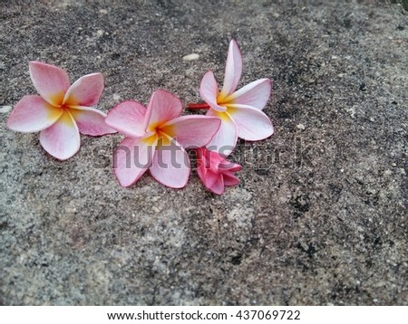 Pink plumeria flowers so beautiful for spa and beauty on stone background 