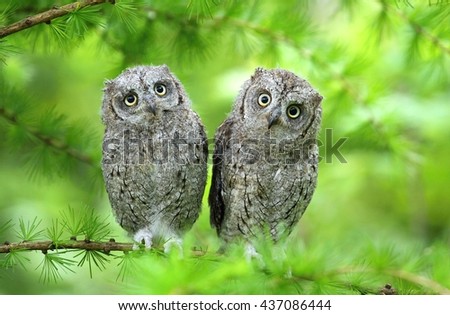 Scops owl brothers Royalty-Free Stock Photo #437086444
