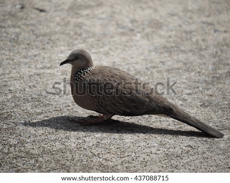mourning dove sitting on street under sunlight in the city