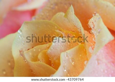 Fresh beautiful rose close up Royalty-Free Stock Photo #43709764