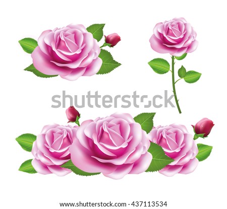 Pink Rose flower isolated on white background. Vector pink roses. Realistic flower.