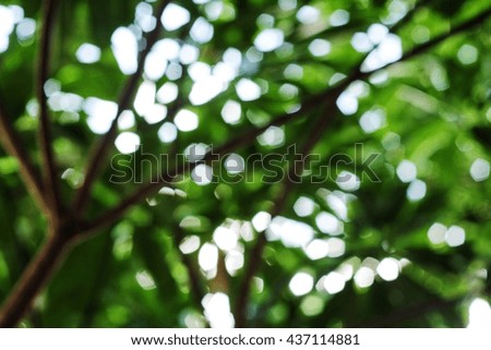 Blurred tree and bokeh