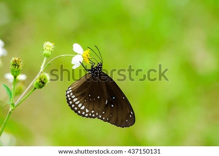 butterfly on flower 
