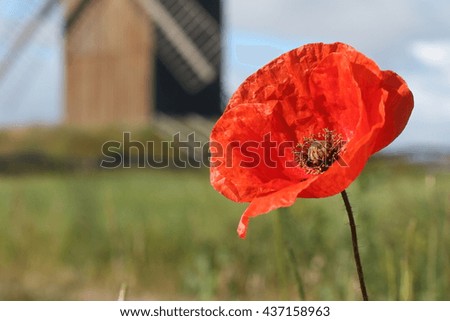he beautiful poppy and the mill; focused on the poppy; shallow depth of field