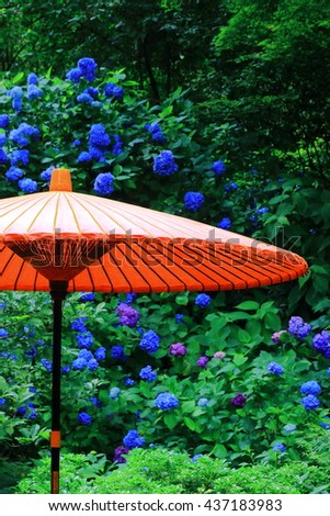A close-up picture of a red Japanese traditional umbrella with many blooming blue and purple hydrangea macrophylla flowers as background. Photoed in Meigetsu-in Temple, Kumakara, Japan.
