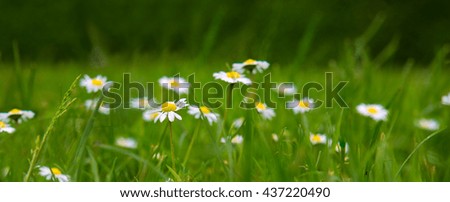 Daisy flowers on a green background.