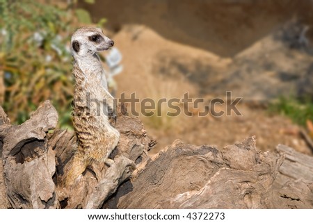 picture of a meerkat on security detail looking to the right
