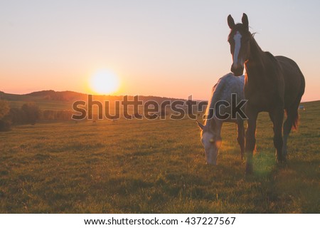 alone horse on meadow in sunset