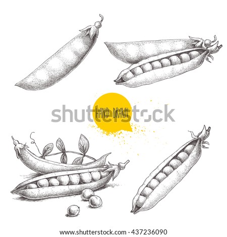 Hand drawn sketch peas sketch set. Vector organic food illustration isolated on white background.  Royalty-Free Stock Photo #437236090
