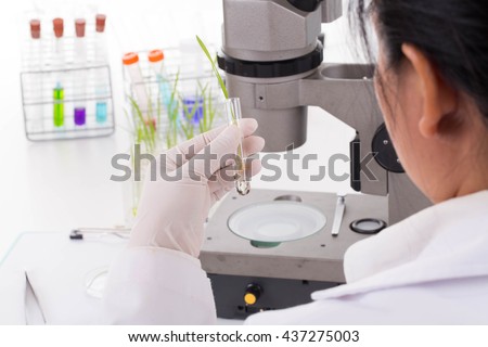 Research scientist and wheat diseases of wheat in the la