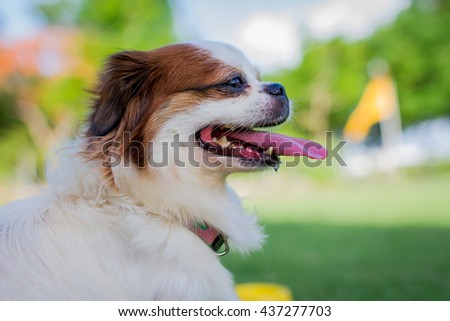 Cute dog,mongrel between Shih-Tzu with Chihuahua