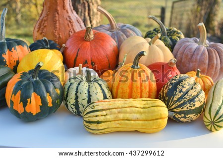 Colorful autumn decoration of pumpkins and squashes varieties