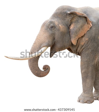 asia elephant isolated on white background with clipping path