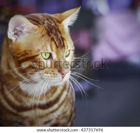 Close-up of Bengal cat on a purple background. 