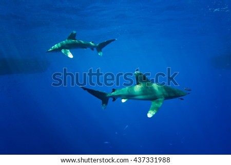 oceanic whitecap shark (Carcharhinus longimanus) of Red Sea.