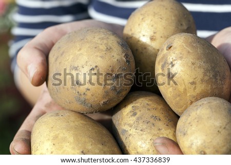   dug potatoes lying in the hands of a woman, close-up, small depth of field