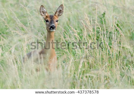 Roe deer (Capreolus capreolus) hiding behind grass