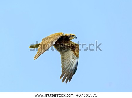 Marsh harrier in flight