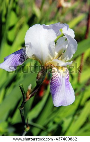 Purple iris flowers on a background of green grass. Nature. Background.