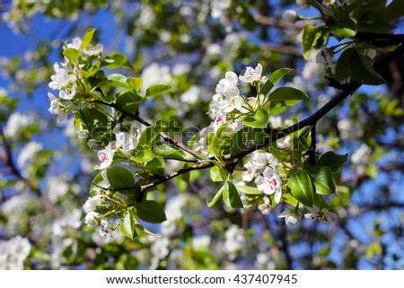 White flowers of apple trees against the blue sky. Nature. Background.